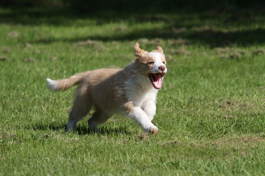 Border Collie-Welpe rennt