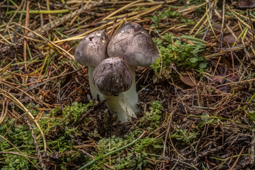 Tricholoma portentosum