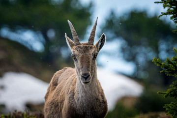 Portrait einer Steingeiss in den Schweizer Alpen