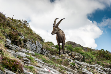 Männlicher Steinbock auf Wanderweg, Berner Oberland, Schweiz