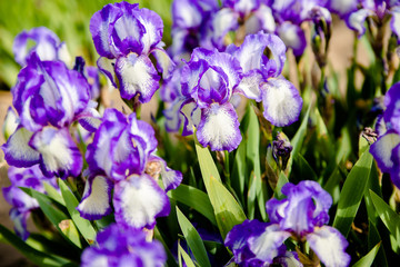 Purple irises bloom in the botanical garden 
