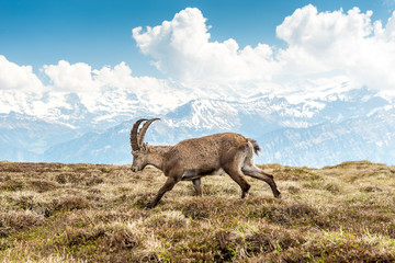 Männlicher Steinbock, Berner Oberland, Schweiz