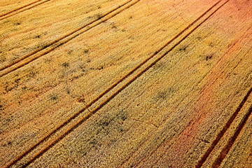 Agricultural field, aerial view
