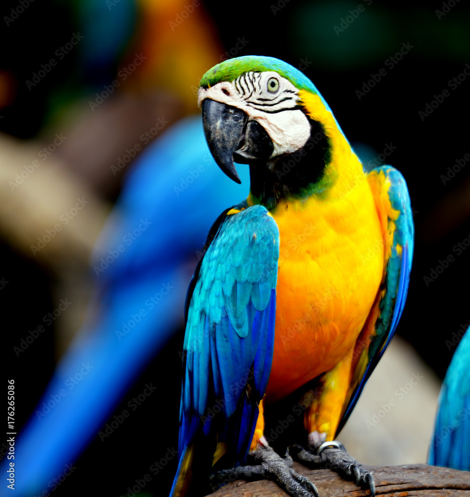 Wall mural  Beautiful parrot