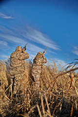 Two camouflaged hunters shooting waterfowl