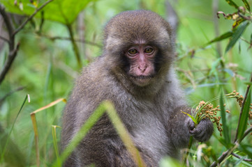 Young Japanese monkey, Macaca fuscata, Kamikochi