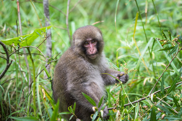 Young Japanese monkey, Macaca fuscata, Kamikochi
