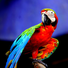  Beautiful parrot