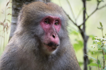 Japanese monkey, Macaca fuscata, Kamikochi