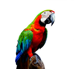 Beautiful parrots in the morning.