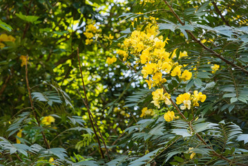 Fototapeta na wymiar Yellow flowers in the summer garden.