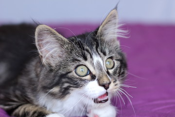 petit chaton maine coon de couleur gris tigré aux yeux vert qui ouvre un peu la bouche pour miauler