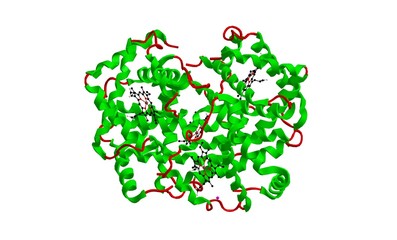 Molecular structure of deoxy - hemoglobin