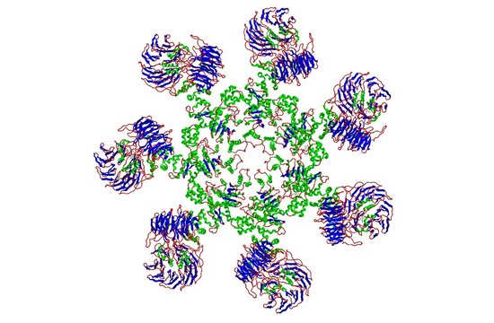 Molecular structure of Apoptosome