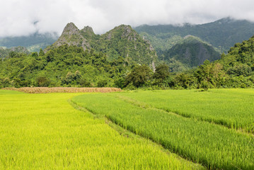 View of green rice paddy mountain background in raining season at Nan Province, Thailand.