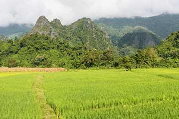 Obraz premium View of green rice paddy mountain background in raining season at Nan Province, Thailand.