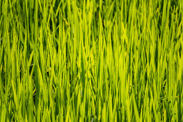 Soft focus of green rice leaf in paddy field.Thailand.