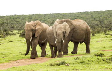 Fototapeta na wymiar Three elephants walking on a path