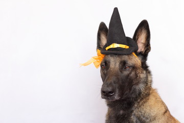 portrait d'un berger belge malinois habillé d'un chapeau pointu et d'une fleur orange pour la fête d'halloween