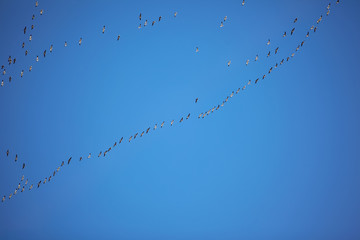 Flock of migrating geese flying in formation