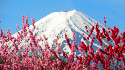 Mt Fuji with plum blossom in spring season .