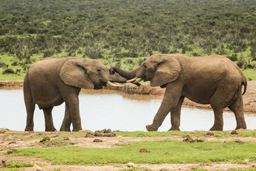 Fototapeta premium Two elephants at a water hole