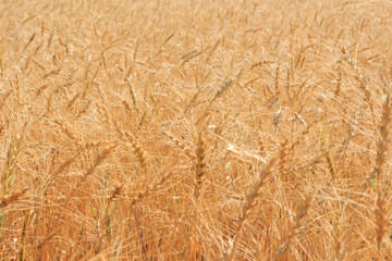 wheat