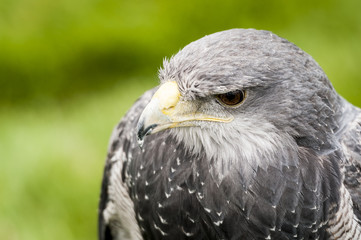 Buse bleue du Chili