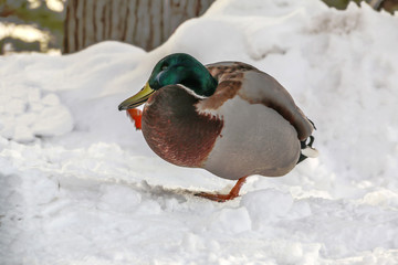Mandarin duck (Aix galericulata ) in snow in winter ,HOKKAIDO,jAPAN.