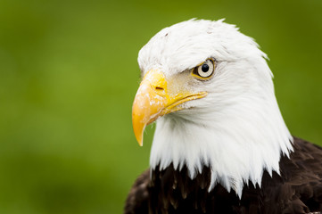 Portrait d'aigle pyrargue