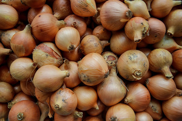 Harvest Onion
