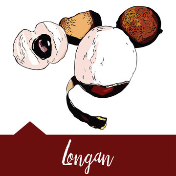 Vector illustration of a longan in hand-drawn graphics. A fruit is depicted on a red background. Design for packaging juice, sweet soup or dessert