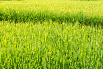 Soft focus of green rice leaf in paddy field.Thailand.