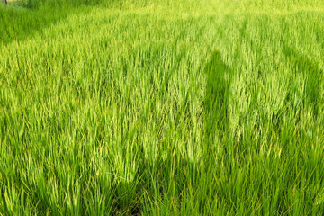 Shadow of man in paddy rice field.Thailand.