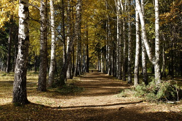 Берёзовая аллея