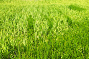Shadow of man in paddy rice field.Thailand.