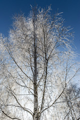 Fototapeta premium Baum