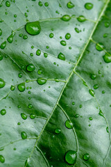 background texture green Leaf and water drop soft focus © Nattapol_Sritongcom