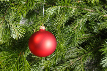 Obraz na płótnie Canvas Red christmas ball on a fir branche