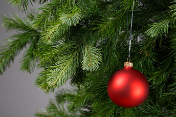 Red christmas ball on a fir branche. Gray background.