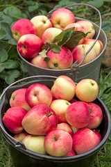 Two buckets with ripe apples