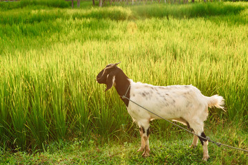 Goat in paddy field.Thailand.