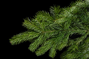 fir branche on a black background