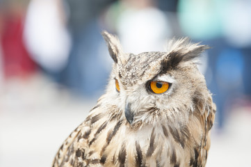 Hibou Grand Duc
