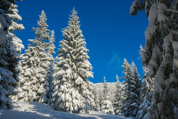 Huge fir trees covered with snow