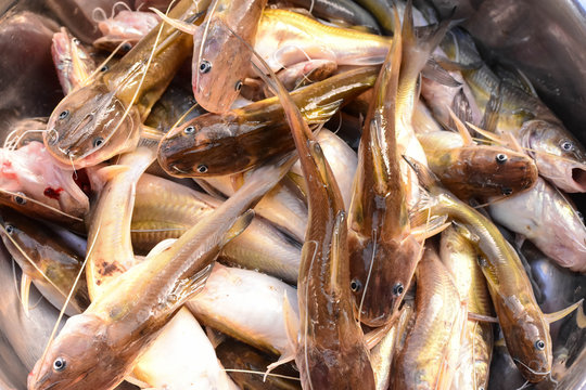 Catfish, freshwater fish have spines with freshwater fish in the river. Southeast Asia, the Mekong and the tributaries.