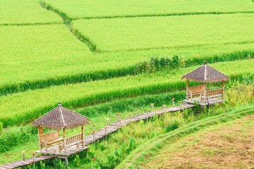 View of green rice paddy background in raining season at Nan Province, Thailand.