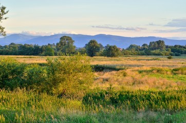 Fototapeta premium Afternoon beautiful summer landscape. Blue sky and green meadows.