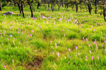 Krachai flower field