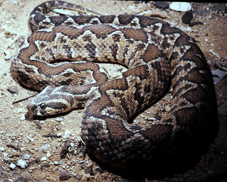 Palestine viper, Vipera palaestinae is a powerful poisonous snake